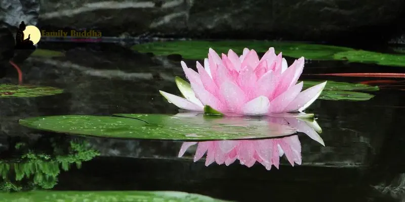 Symbolic Flowers In Buddhism