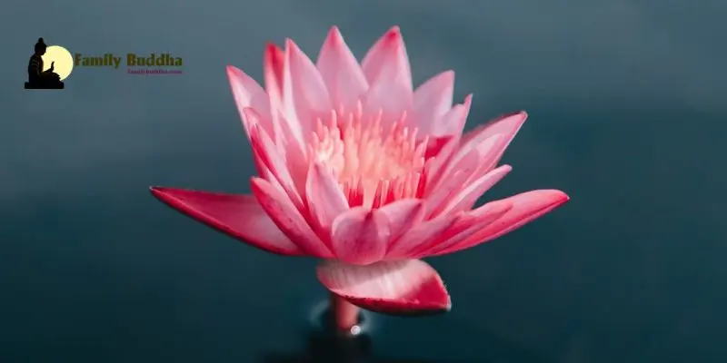 Lotus: Symbol of Enlightenment