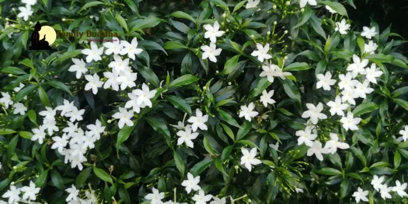 Jasmine: Compassion and Purity